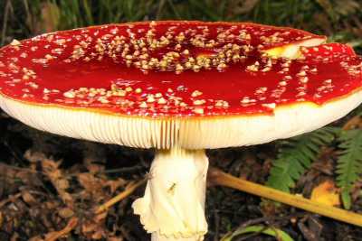 Dall'ottimo cardoncello al velenoso "amanita muscaria": guida ai funghi della terra di Bari